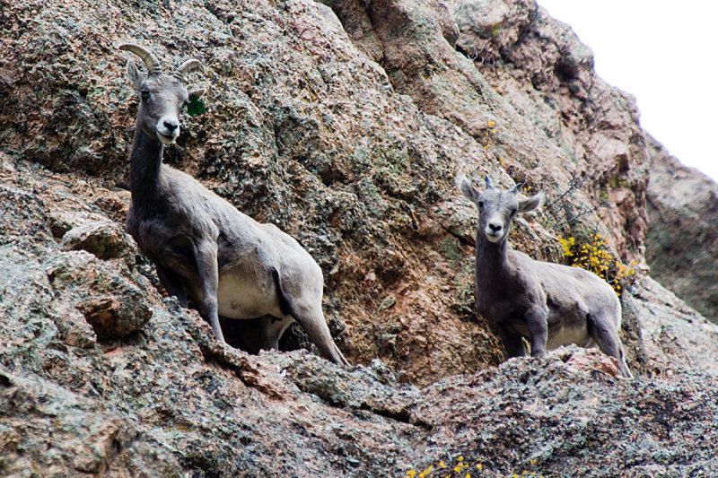 BIG HORN SHEEP