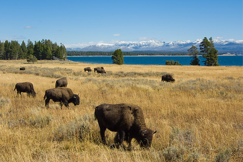 AMERICAN BISON ON THE MOVE