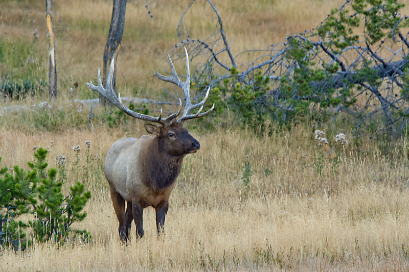 BULL ELK