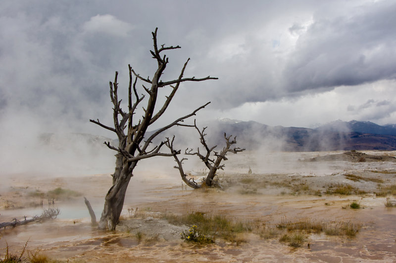 MAMMOTH HOT SPRINGS