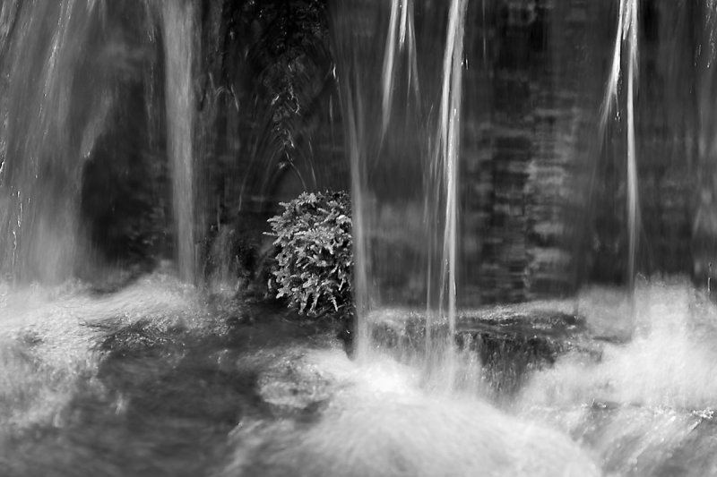 FERN SPRINGS, YOSEMITE N.P.