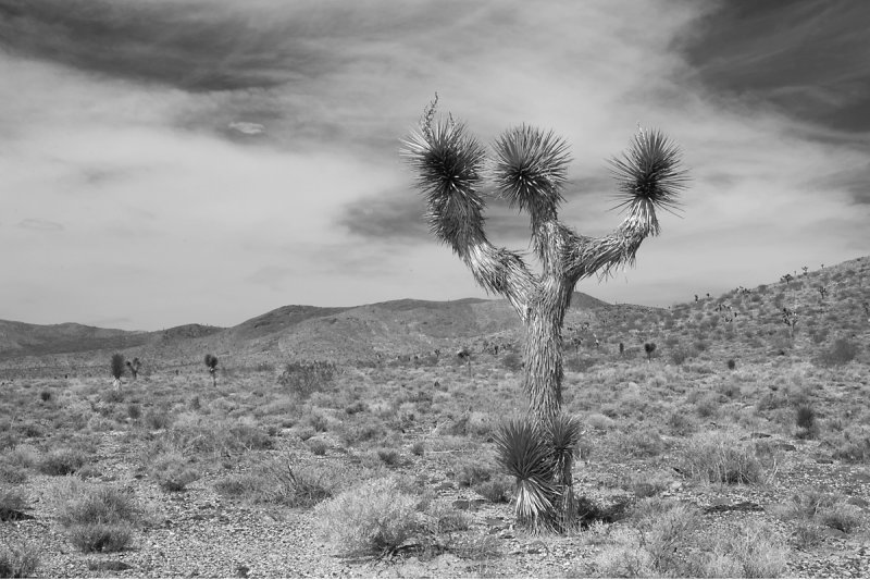 JOSHUA TREE, DEATH VALLEY