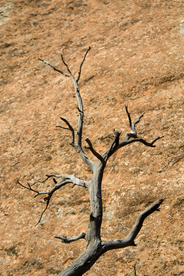 DEAD TREE ON DEVIL'S GARDEN TRAIL