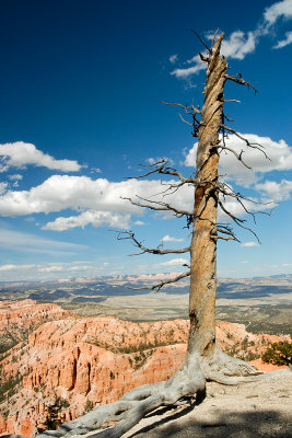 TREE ON RIM OF AMPITHEATER IN BRYCE CANYON