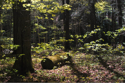 BUSHKILL FALLS, PA.