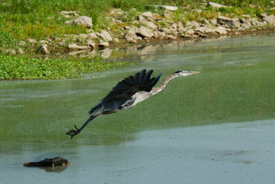 GREAT BLUE HERON