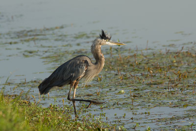 GREAT BLUE HERON