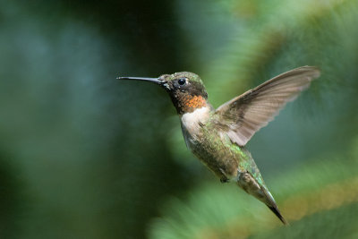 RUBY THROATED HUMMINGBIRD - MALE