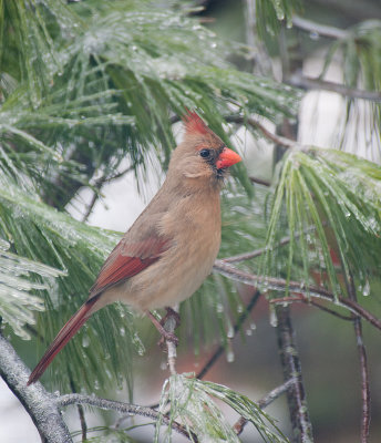 CARDINAL - FEMALE