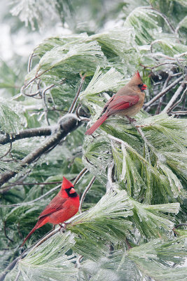CARDINAL - MALE AND FEMALE