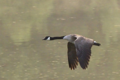 CANADA GOOSE