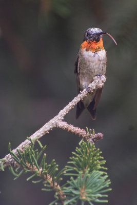 RUBY THROATED HUMMINGBIRD - MALE