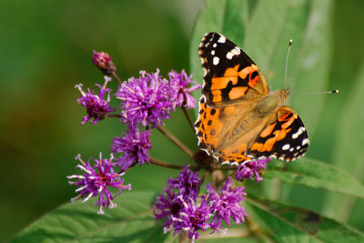 PAINTED LADY