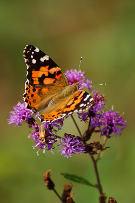 PAINTED LADY