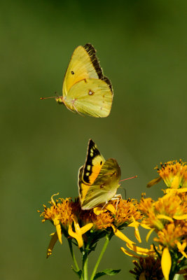 SULPHUR