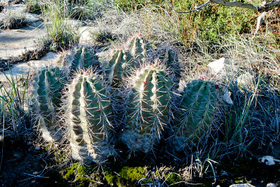 BARREL CACTUS