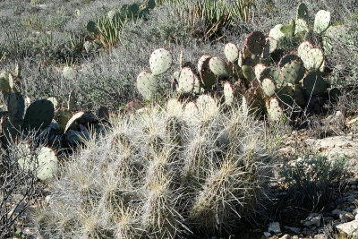 PRICKLY PEAR AND BARREL CACTUS