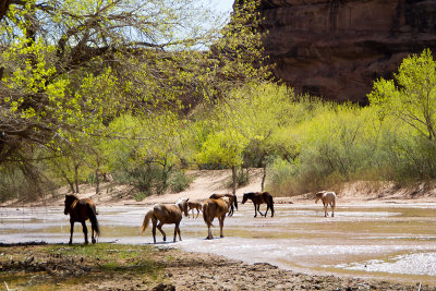 HORSES IN CANYON
