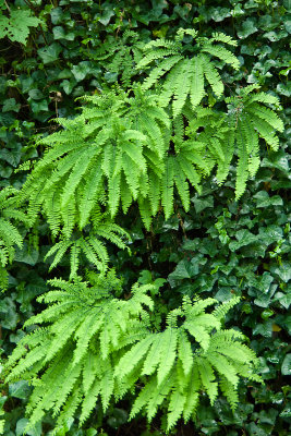 FERNS AND IVY GROWING WILD AS IF PLANTED BY A LANDSCAPER.