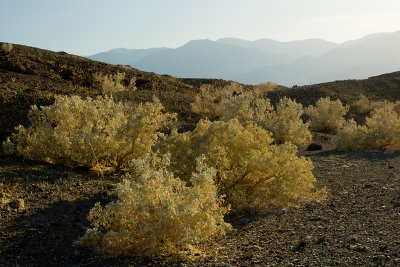 DESERT HOLLY