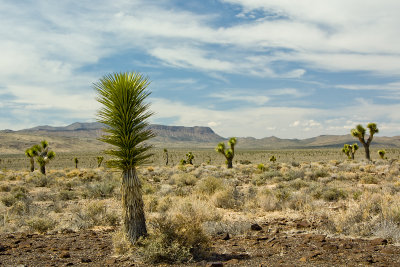 JOSHUA TREES