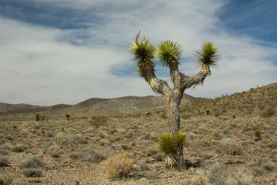 JOSHUA TREES