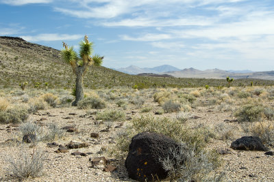 JOSHUA TREES