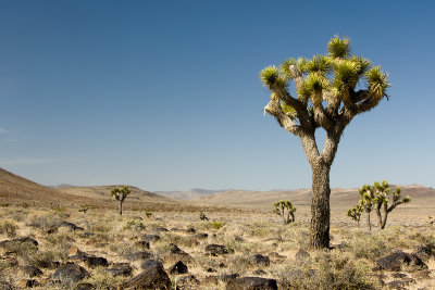 JOSHUA TREES