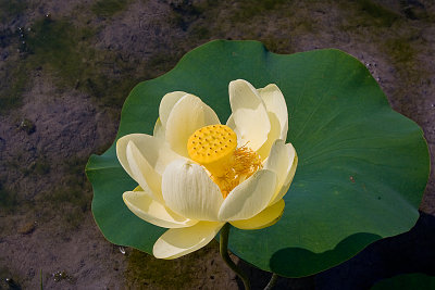 AMERICAN_LOTUS