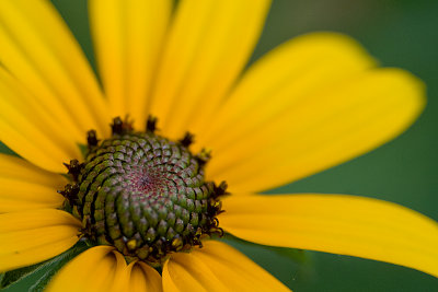 BLACK-EYED_SUSAN
