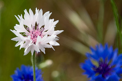 CORNFLOWER-WHITE