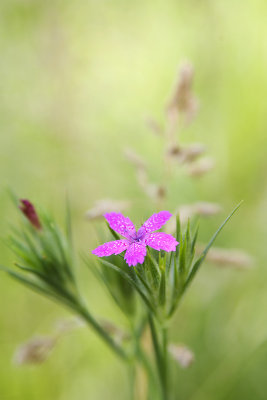 DEPTFORD_PINK