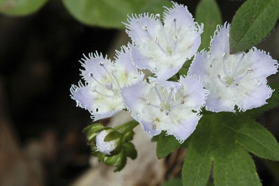 FRINGED_PHACELIA