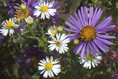 NEW_ENGLAND_ASTER AND OXEYE DAISY