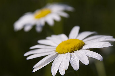 OXEYE DAISY