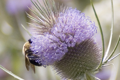 TEASEL