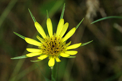 YELLOW_GOATSBEARD