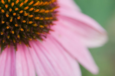 PURPLE_CONEFLOWER