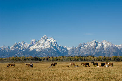 HORSES GRAZING IN FRONT OF TETONS