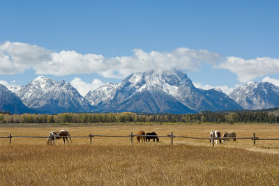 HORSES GRAZING IN FRONT OF TETONS