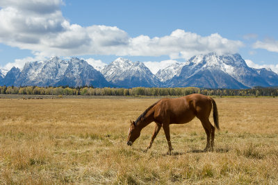 HORSE GRAZING IN FRONT OF TETONS