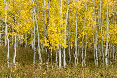 ASPENS TURNING IN THE FALL