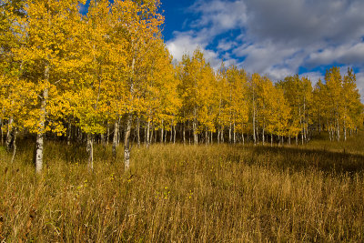 ASPENS TURNING IN THE FALL