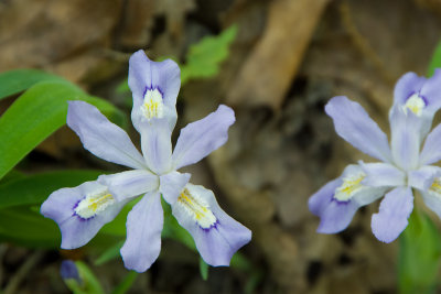 CRESTED DWARF IRIS
