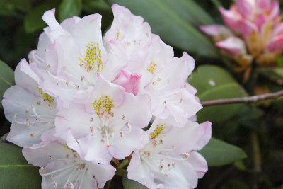 RHODODENDRON BLOSSOM