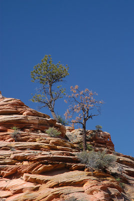 PONDEROSA PINE GROWING FROM SANDSTONE