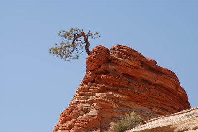 PONDEROSA PINE GROWING FROM SANDSTONE