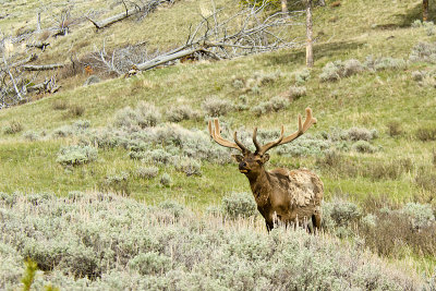 BULL ELK
