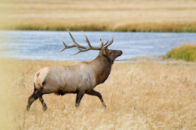 BULL ELK
