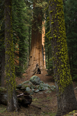 SEQUOIA N.P.